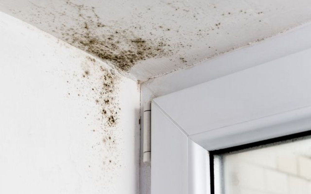 Mold growing in a ceiling corner